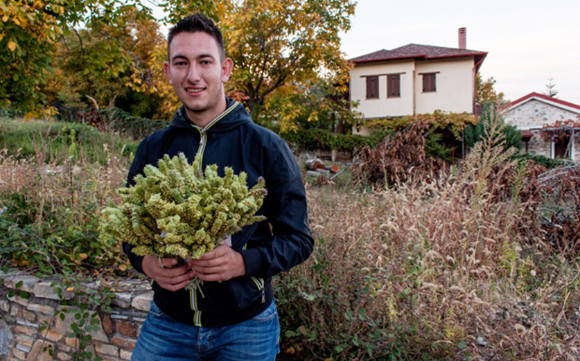 Producing Greek Mountain Tea