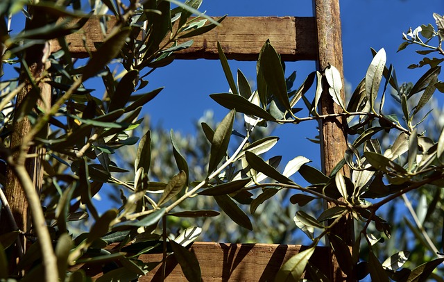 Ενημερωτική εκδήλωση για τις ασθένειες της ελιάς