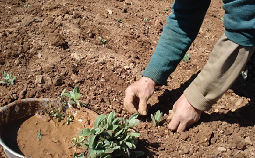 Medicinal and Aromatic Plants, from theory to practice