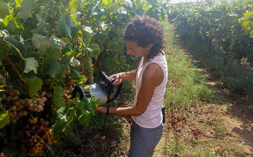 Table Grape Groups