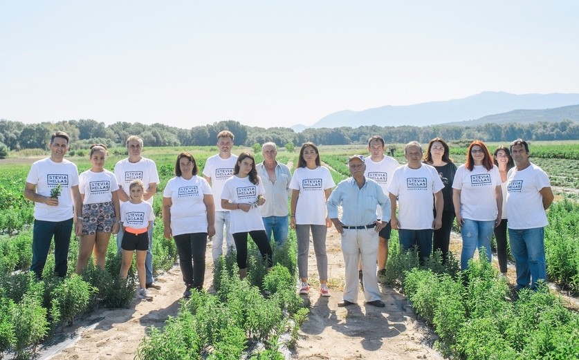 Stevia Hellas, Α success story