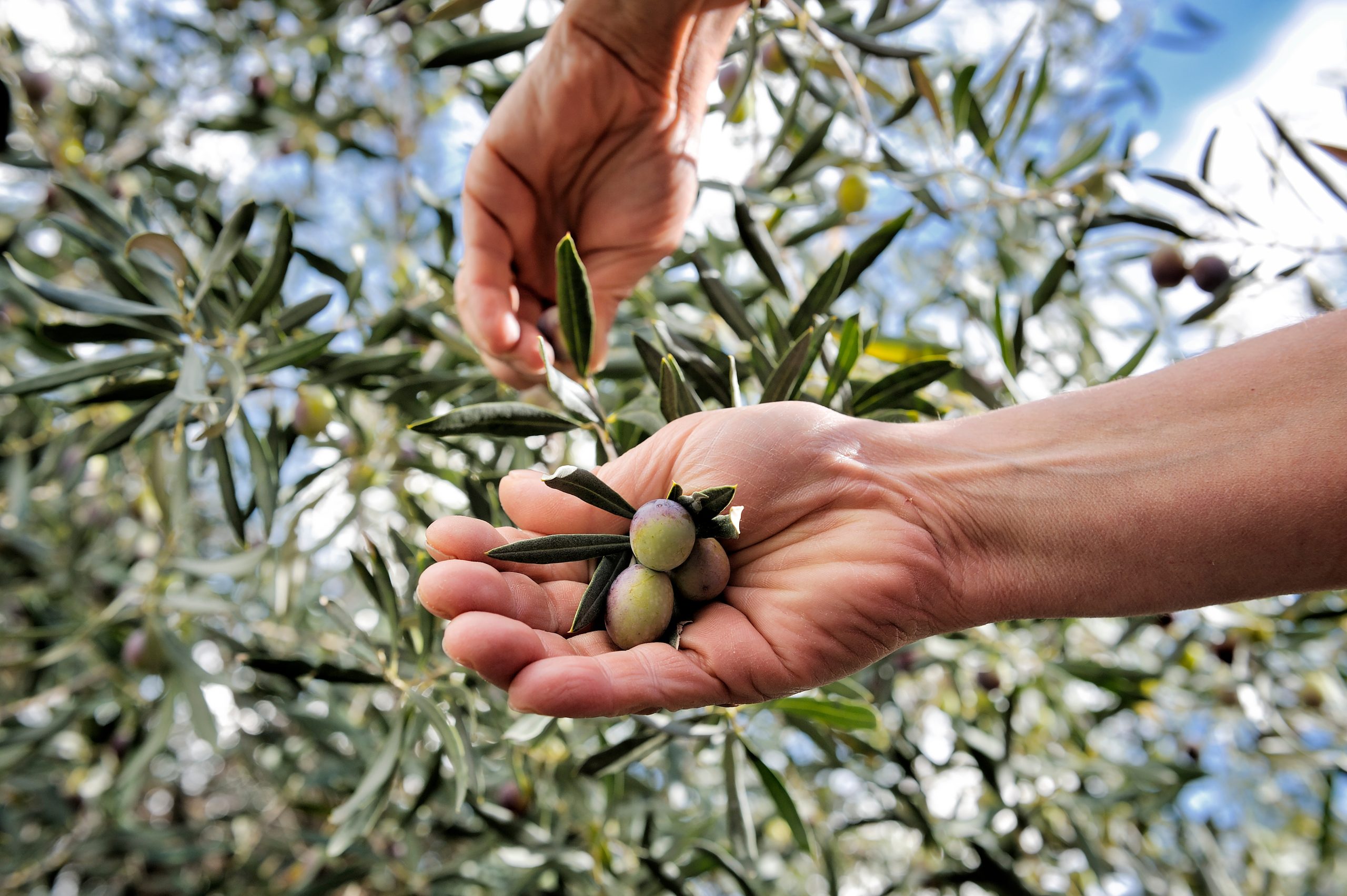 “Open Olive Oil Academy” in Messinia by New Agriculture New Generation
