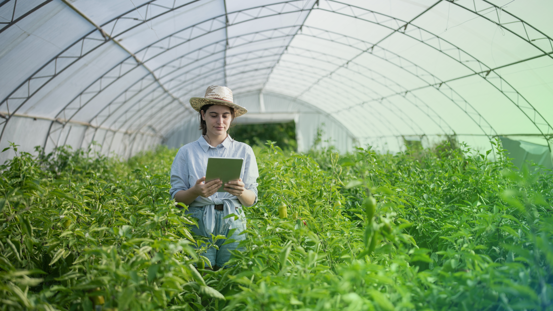 Άνοιξαν οι Αιτήσεις για το πρόγραμμα Agrifood Leadership 2025-2026 του οργανισμού Νέα Γεωργία Νέα Γενιά
