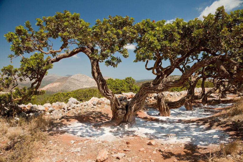 Mastic,Tree,In,Chios,,Greece