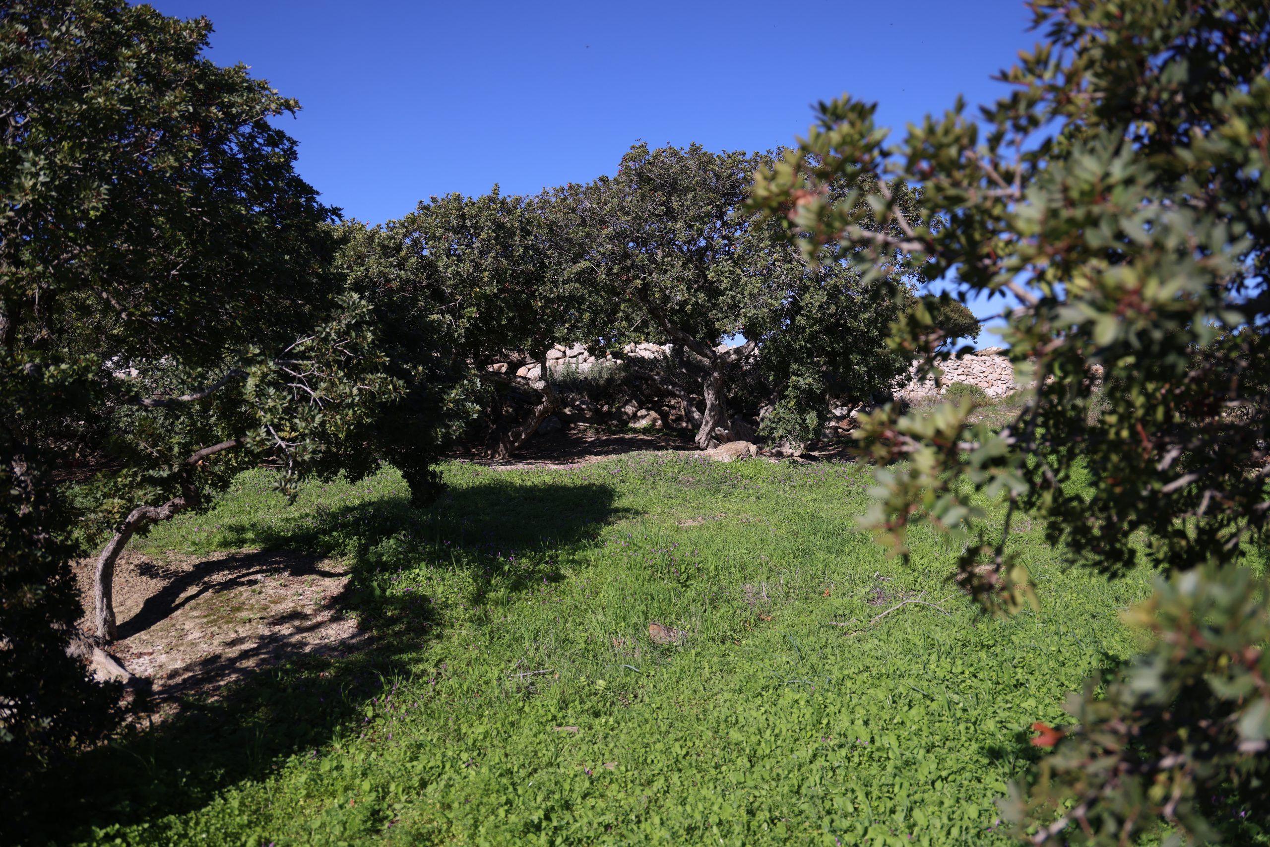 Start of Classes for the Program “Mastic Trees: Securing the Future of a National Product” for 2026