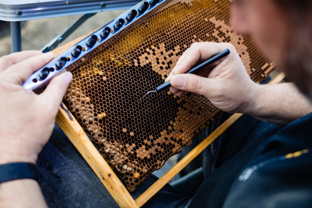 The grafting of queen cells for 2026 is set to begin as part of Phase B of the program “Queen Rearing in Central Greece – Utilization, Conservation and Improvement of Honey Bee Genetic Material | Queen Rearing in Practice.”